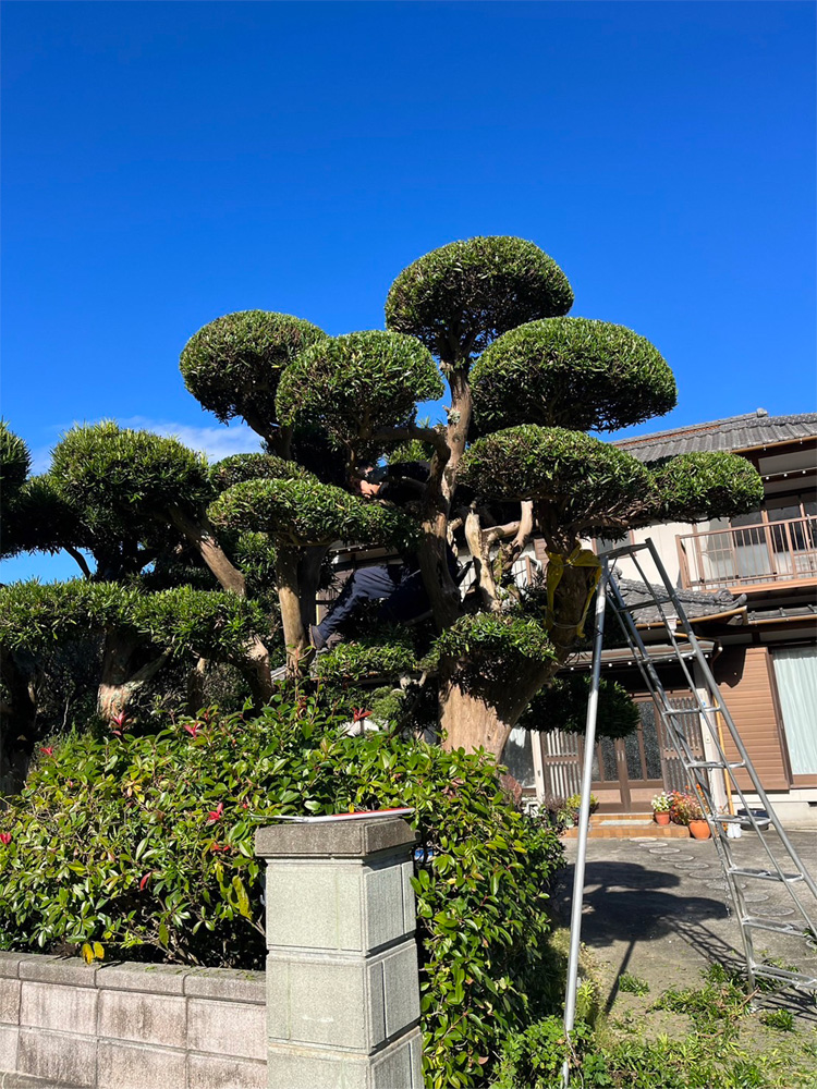 剪定